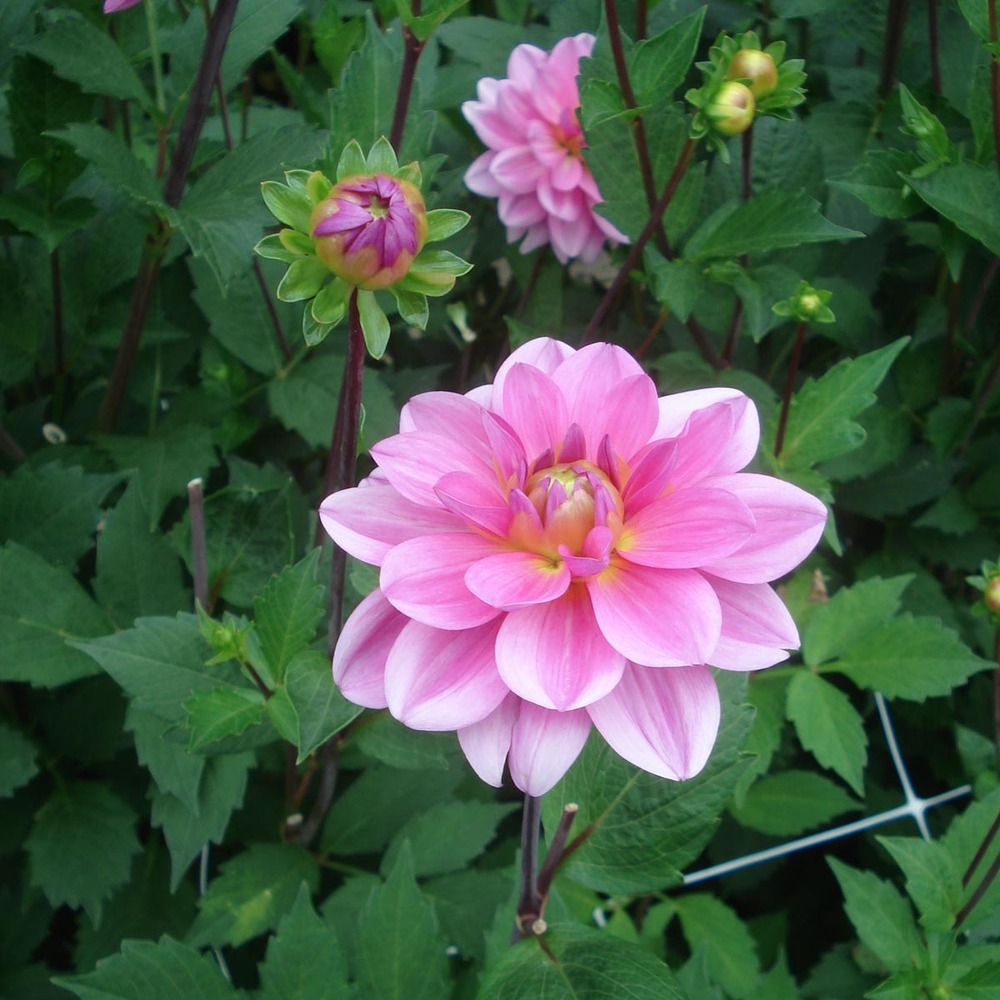 Dahlia gpe décoratif 'onesta' bulbe calibre i