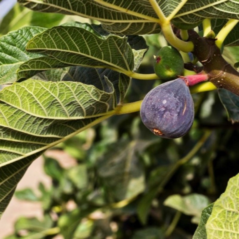 Figuier carica 'rouge de bordeaux' (ficus carica 'rouge de bordeaux')