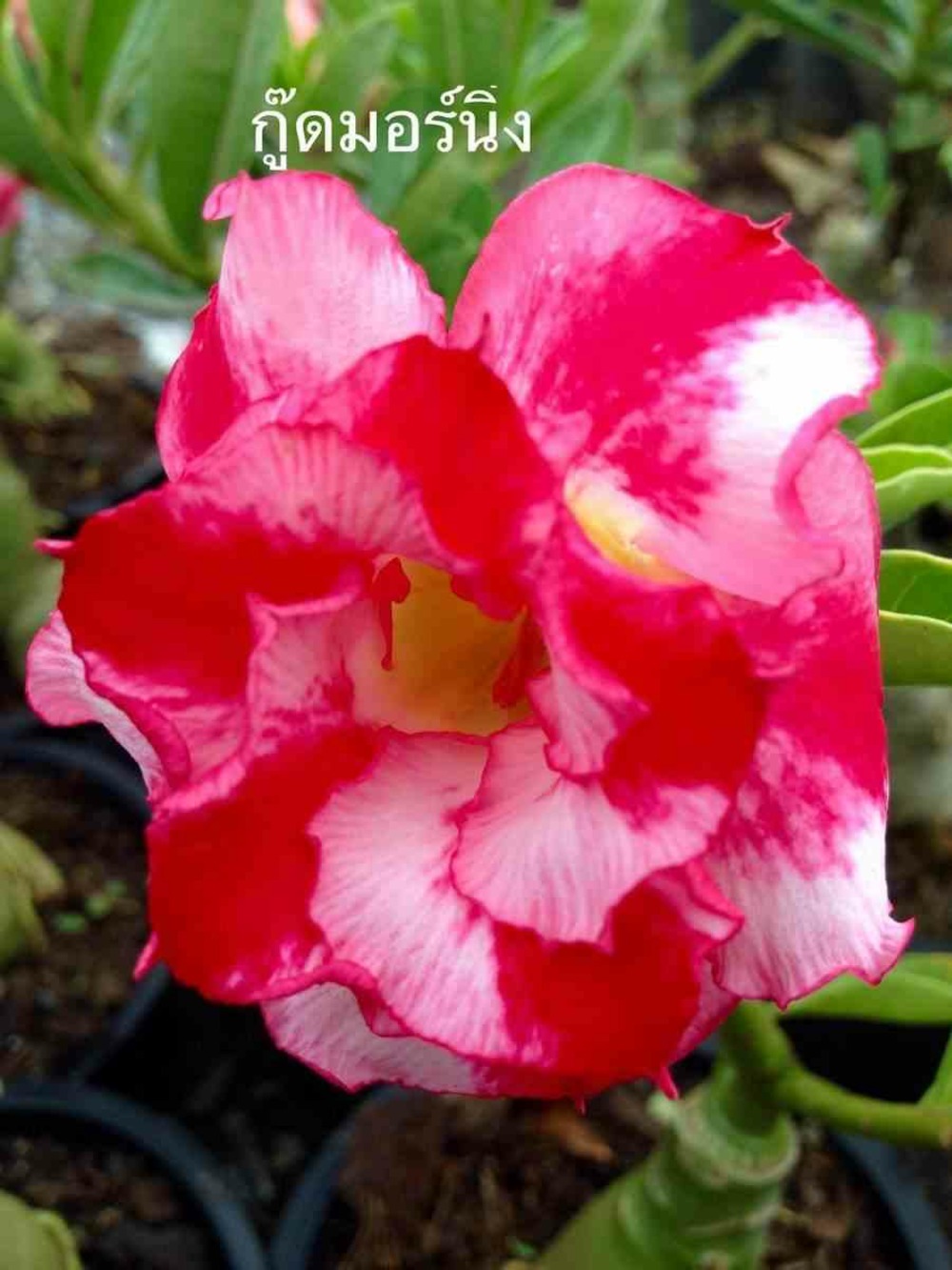 Adenium obesum cv.bonjour caudex d'environ 2000g 25/30cm très gros caudex