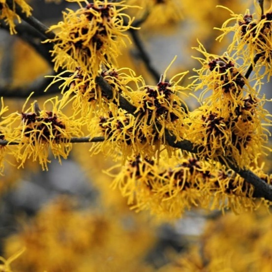 Hamamélis de virginie (hamamélis virginiana)