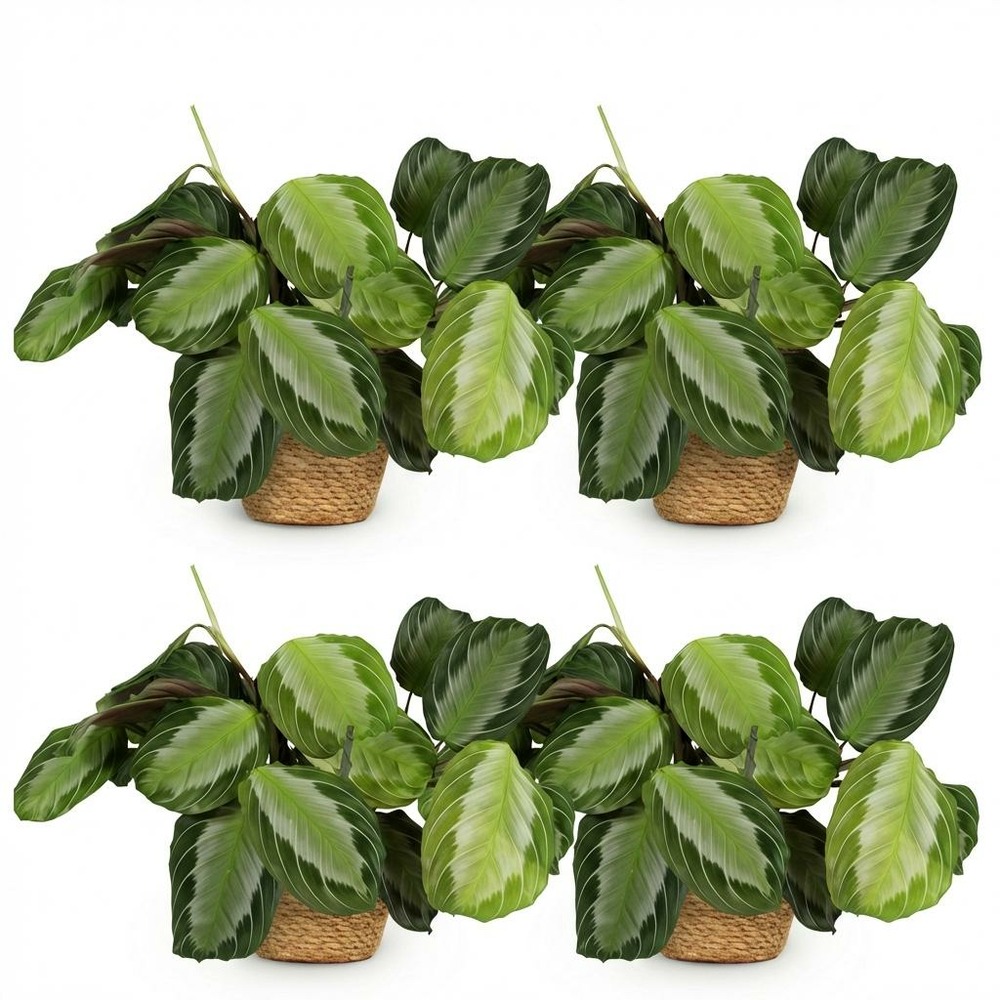 Lot de 4 - maranta fascinator silverband - h35 cm