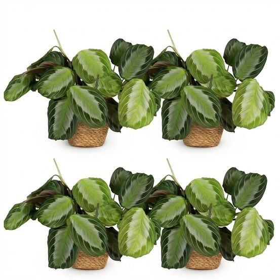 Lot de 4 - maranta fascinator silverband - h35 cm