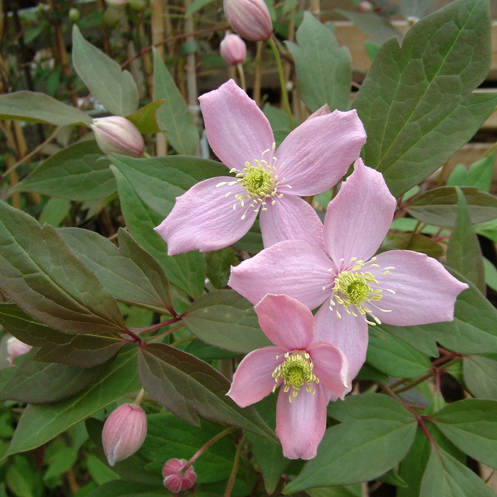Clématite des montagnes 'fragrant spring' pot de 1,5l/2l
