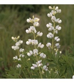 Podalyre 'alba' godet de 8/9 cm