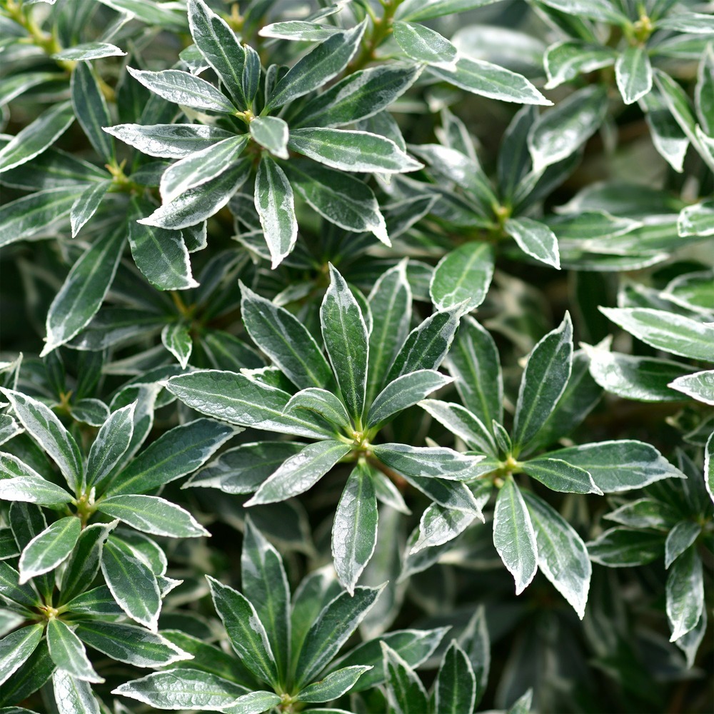 Andromède du japon ralto rose® - pieris - le godet / ø 9cm