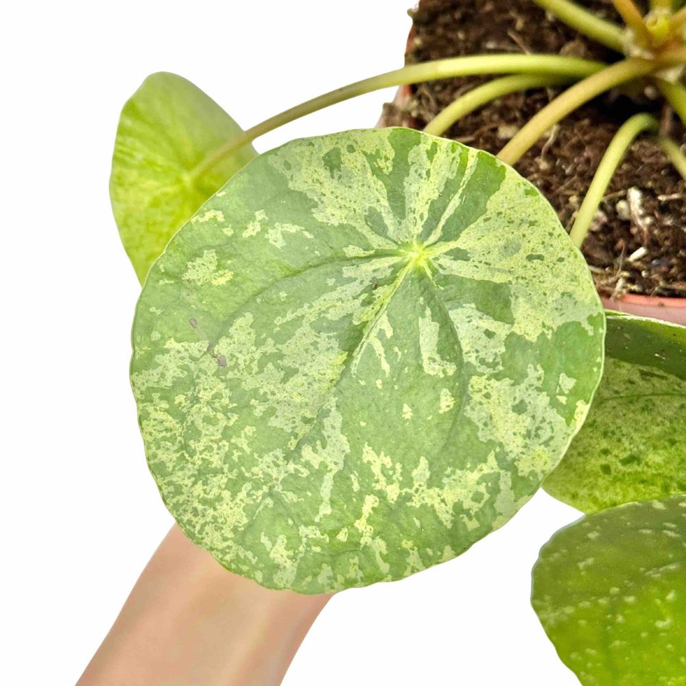 Pilea mojito - pot de 12cm - plantes d'intérieur