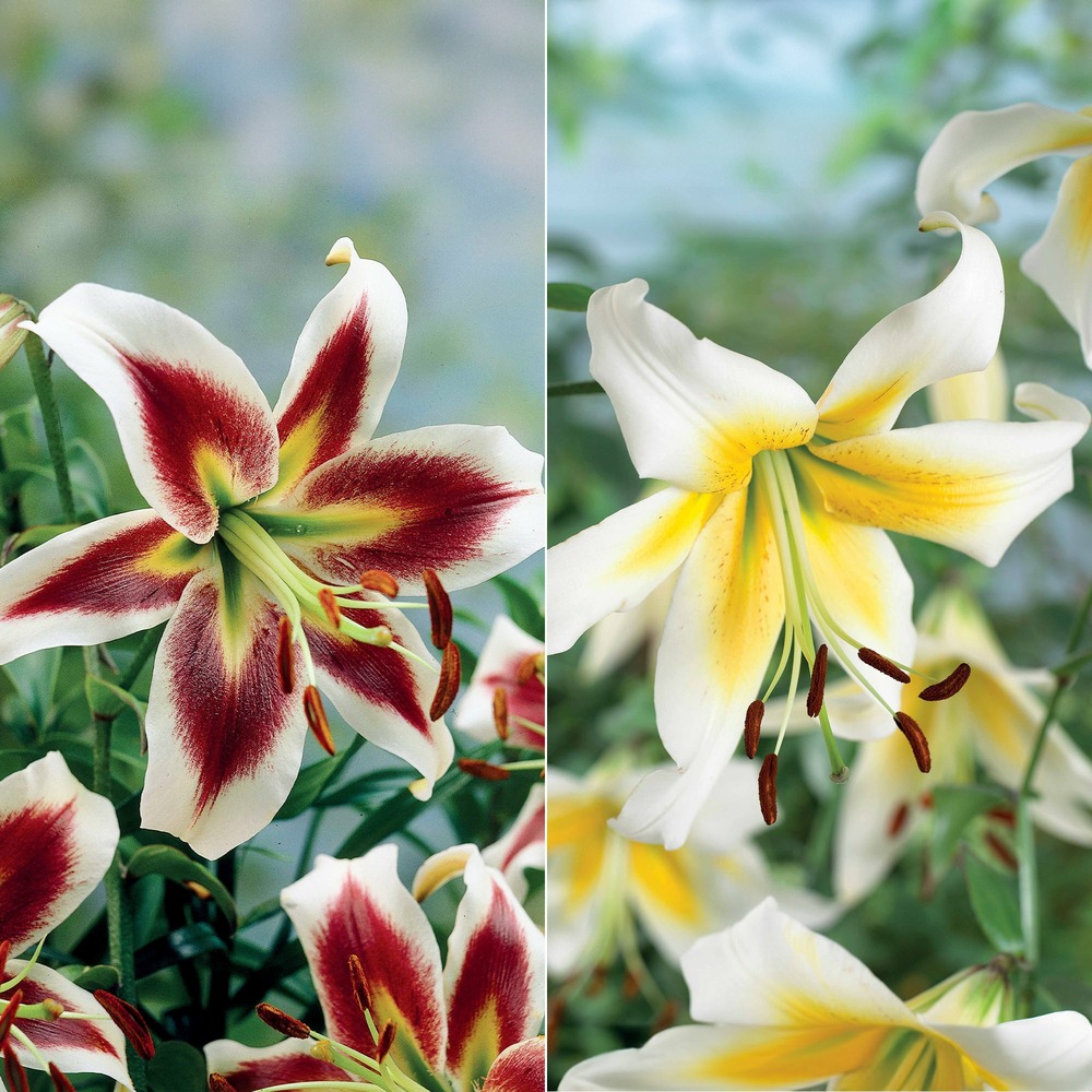 Collection de 6 lis (beverly dreams, mister pistache) - le sachet de 6 bulbes / circonférence 12-14cm