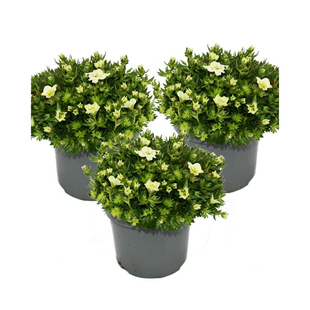 Plante de saxifrage mousse - saxifraga arendsii - floraison blanche - 12cm - set de 3 plantes