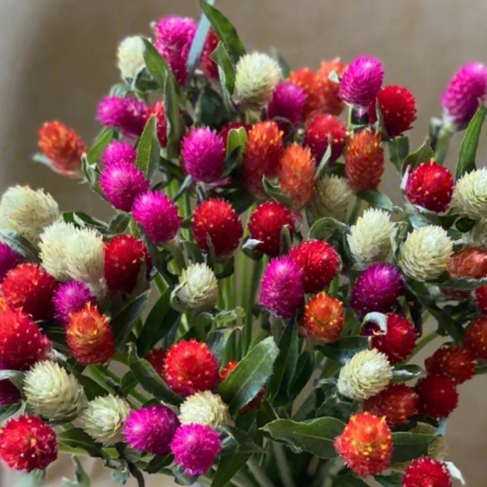 Graines de fleurs gomphrena globosa couleurs mélangées environ 200 grains * 5 sachets