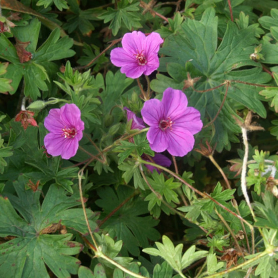 Géranium vivace dilys godet - 5/20 cm