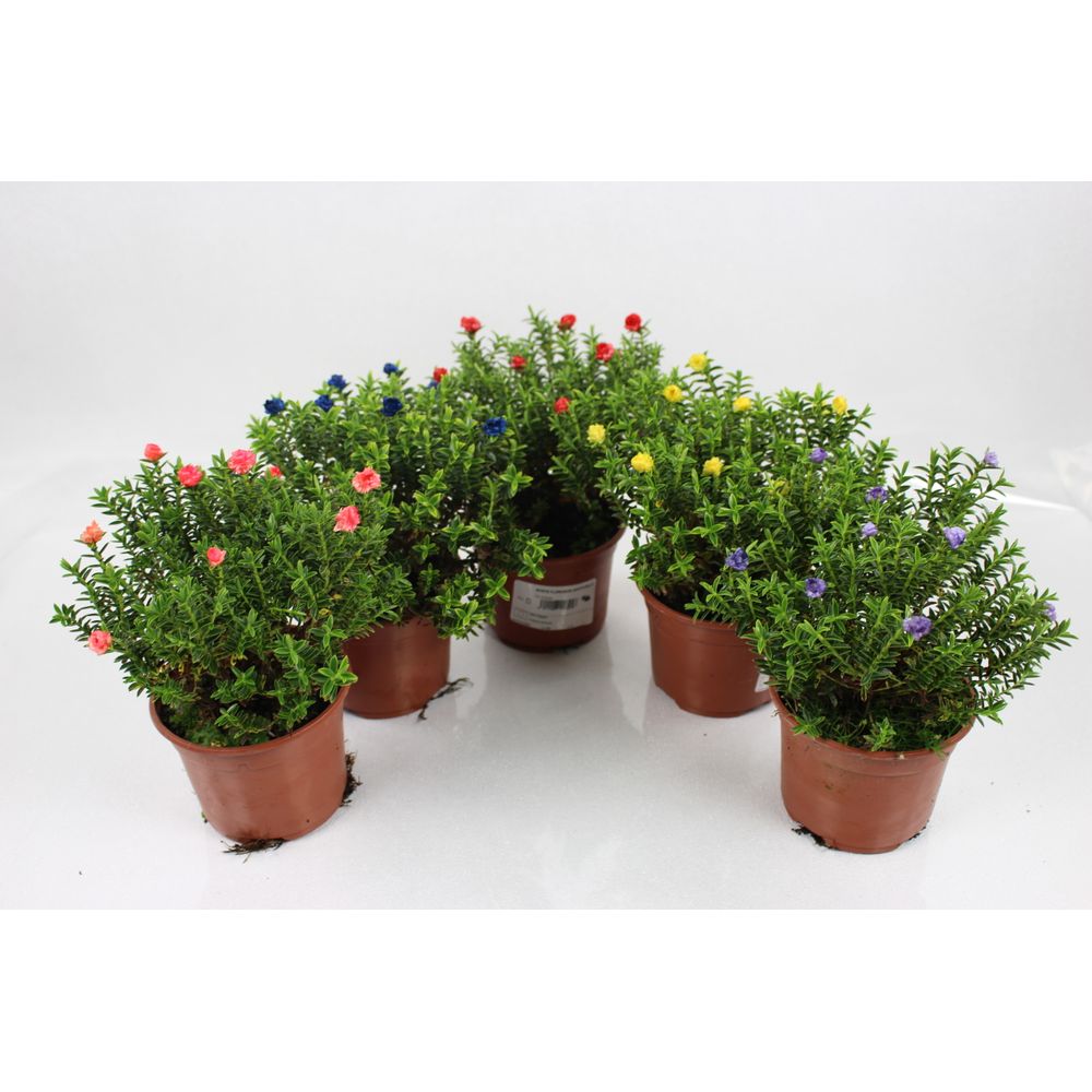 Myrte floraison artificielle pot 10,5 cm