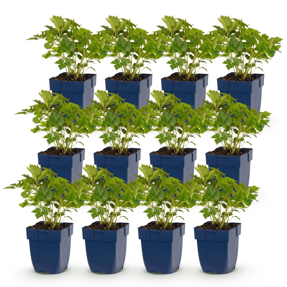 Astilbe 'pumila' - lot de 12 - pot 11 cm - hauteur 25 cm