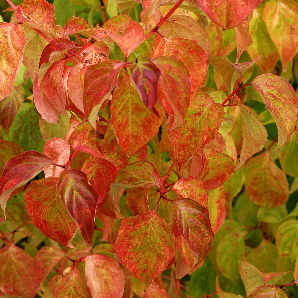 Cornouiller sanguin 'magic flame' pot de 4l/5l