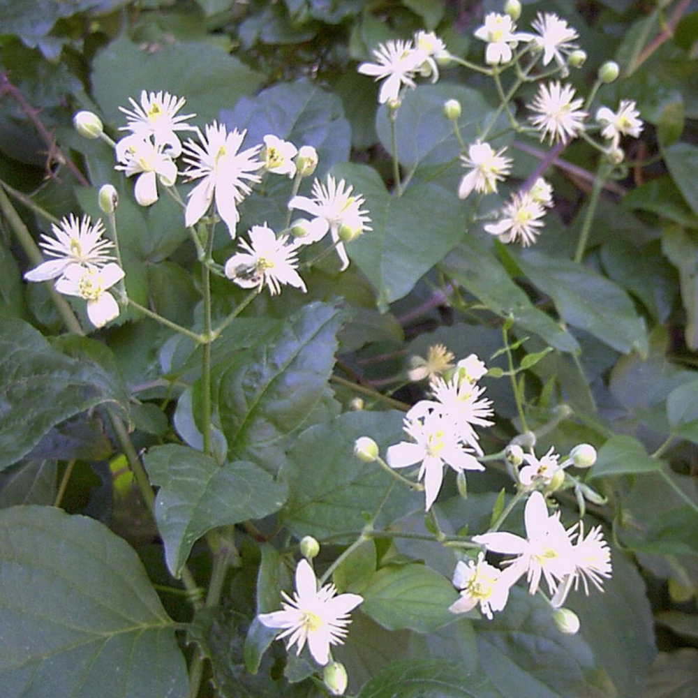 Clématite vitalba, clématite des haies godet - 5/20 cm