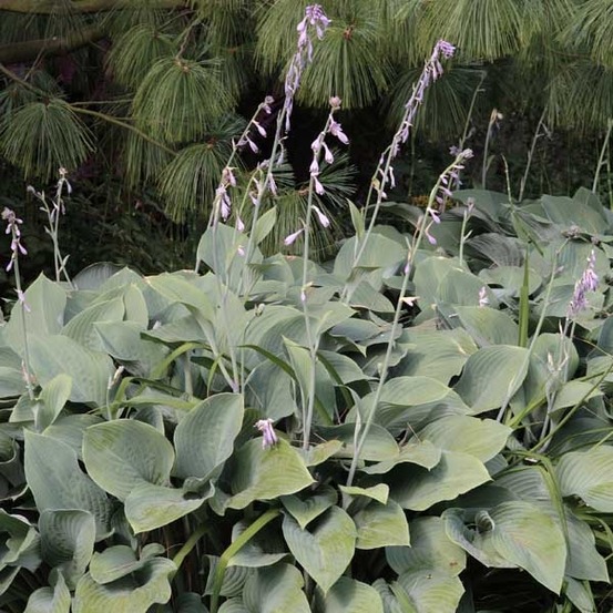 Hosta 'krossa regal' pot de 2l/3l