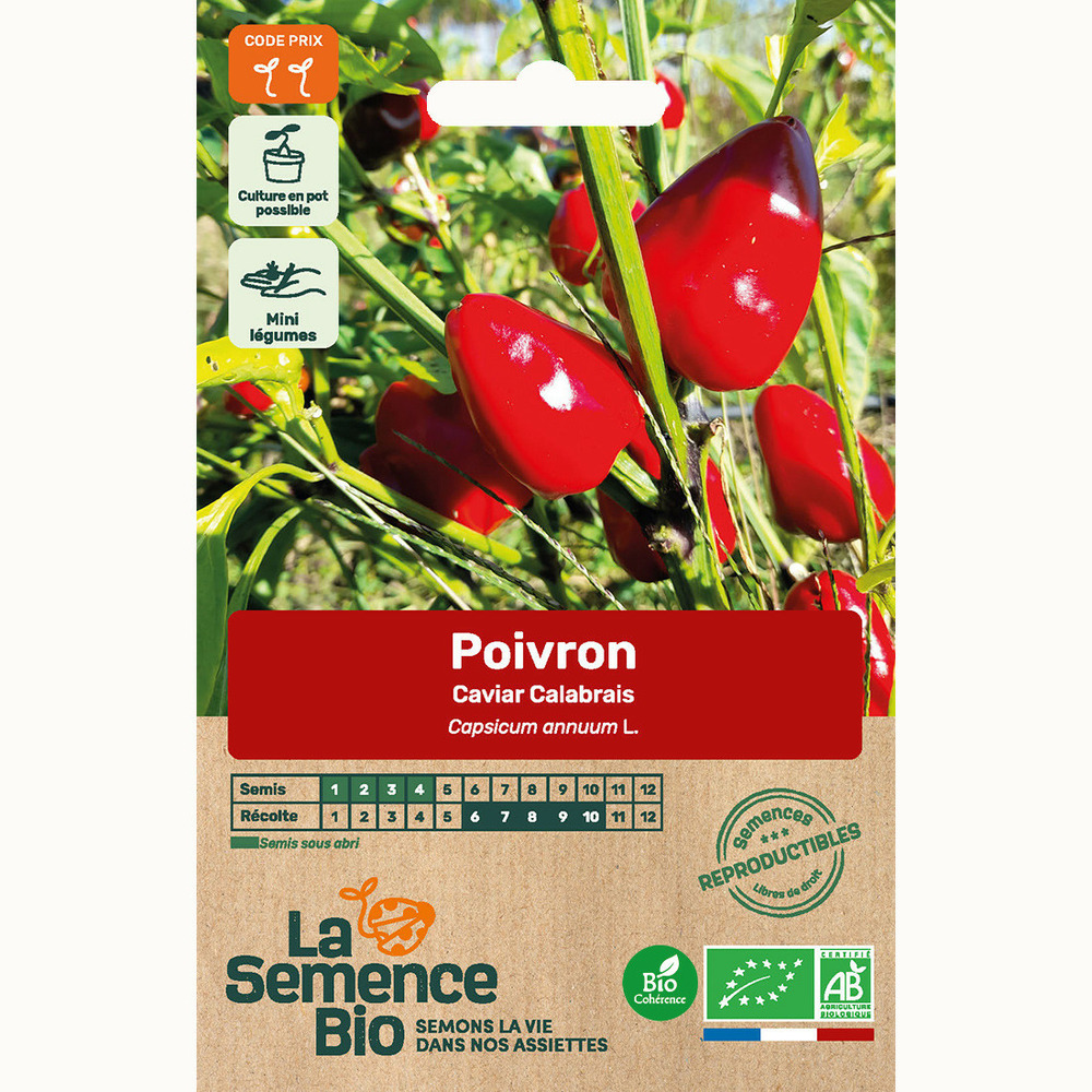 Poivron caviar calabrais - graines bio