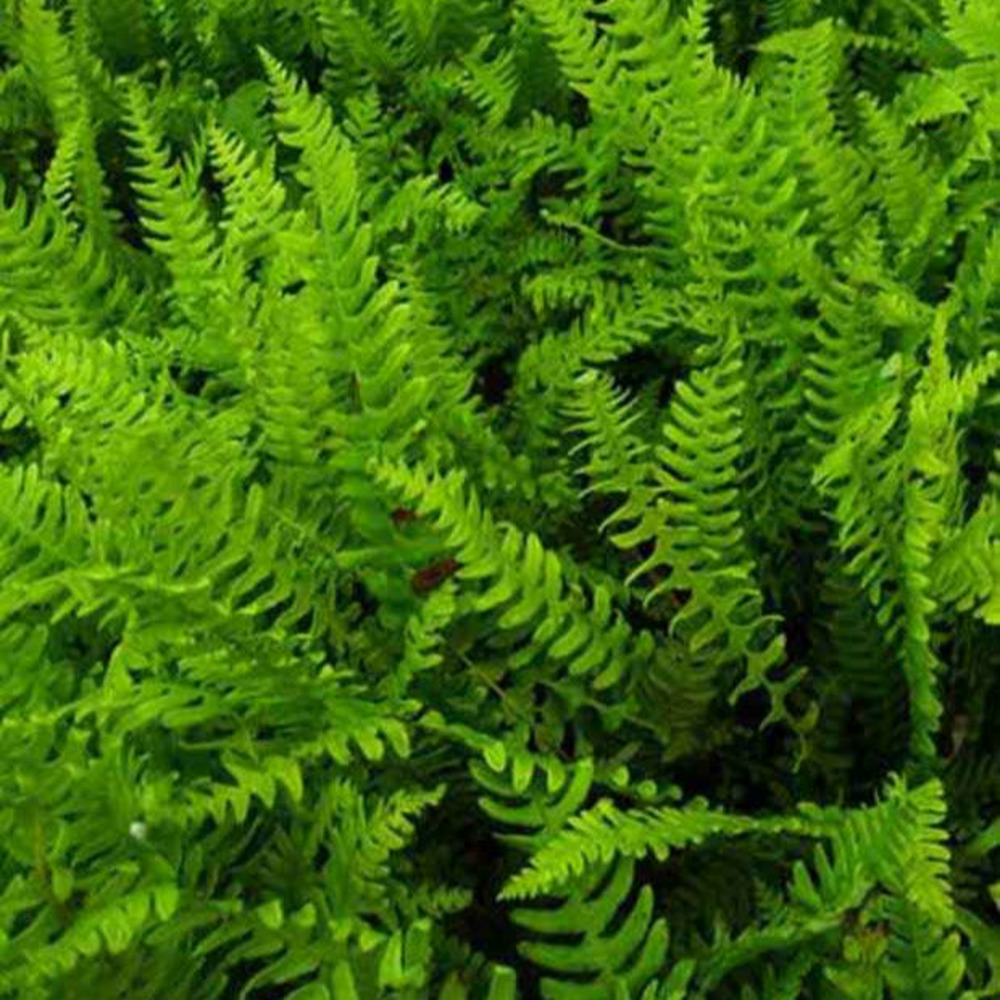 Blechnum en épi - le pot / ø 9cm