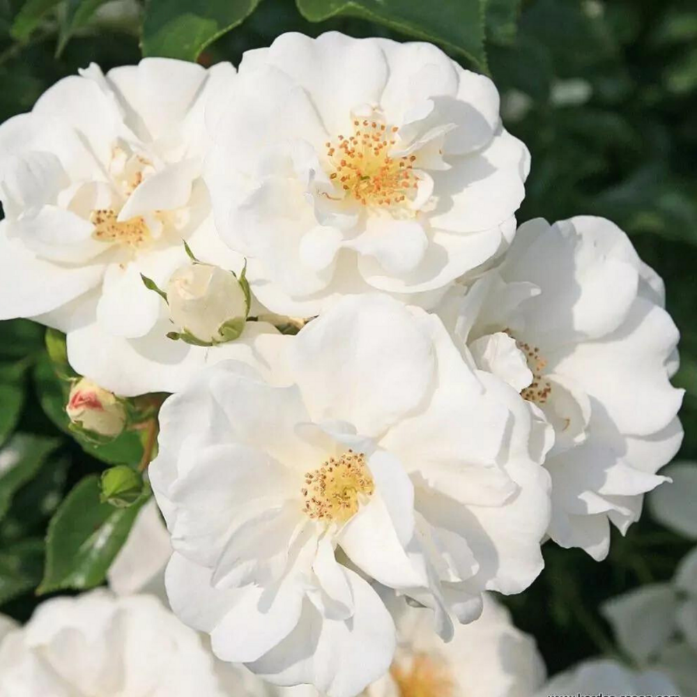 Petit rosier arbustif blanc innocencia couvre sol en pot 3l