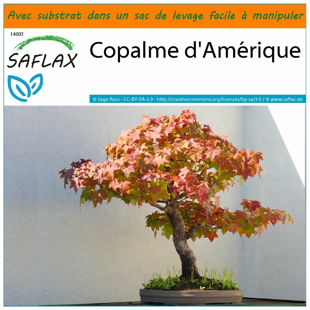 Garden in the bag - copalme d'amérique - 100 graines - liquidamber styraciflua