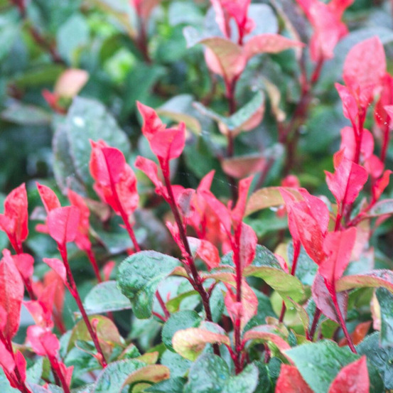 Photinia nain pot de 7,5l - 80/100 cm