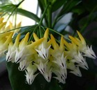 Hoya multiflora (fleur de porcelaine, fleur de cire) taille pot de 2 litres - 20/40 cm -   blanc/jaune/rose