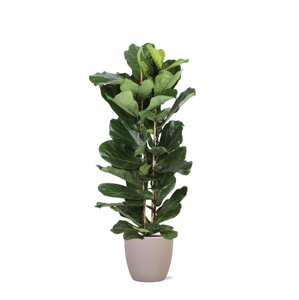 Ficus lyrata et son pot taupe - hauteur 140cm