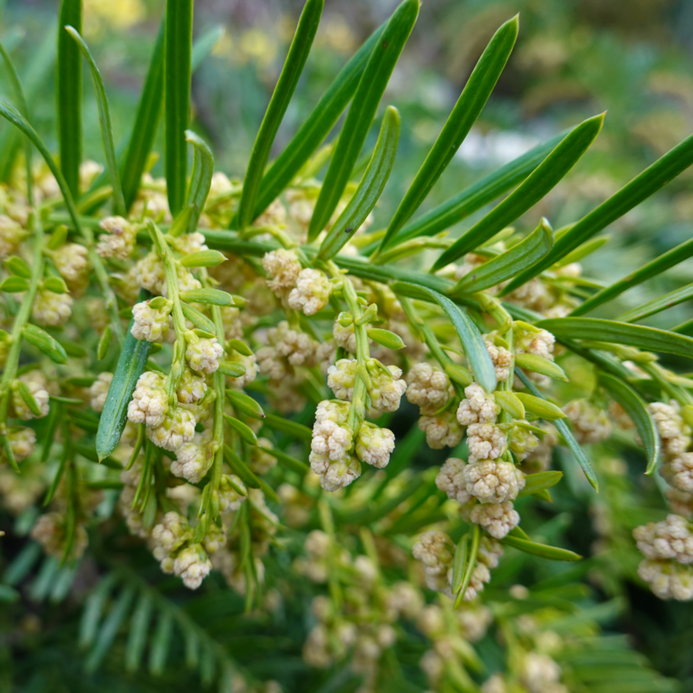 If à baies - taxus baccata 40cm en pot