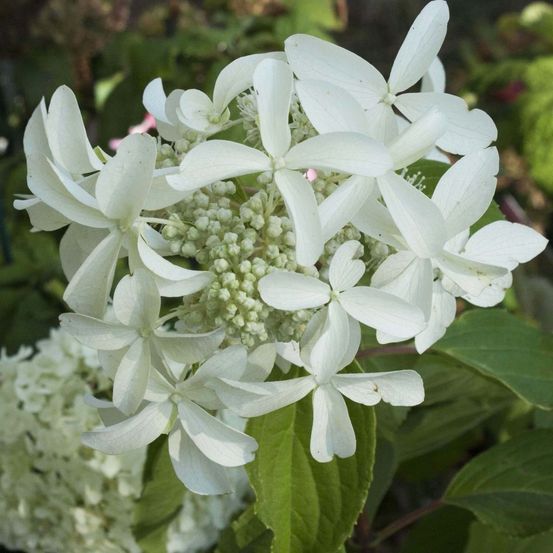 Hortensia paniculé great star® 'le vasterival' pot de 7,5l/10l