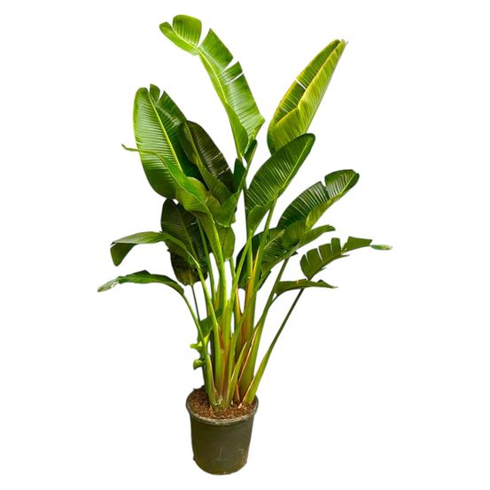 Strelitzia augusta multi-tronc - h250 cm - ø30 cm