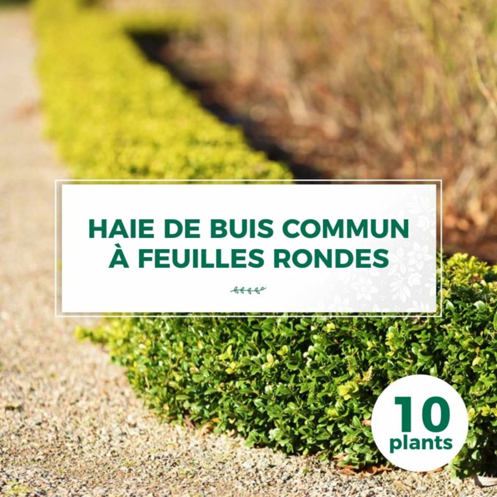 10 buis commun à feuilles rondes (buxus sempervirens 'rotundifolia') - haie de buis - 10 jeunes plants : taille 10cm