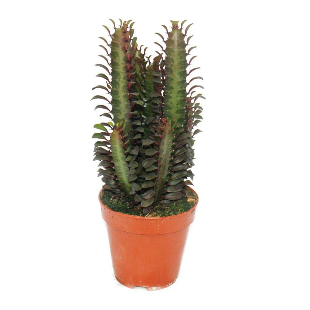Euphorbia trigona rubra - plante de taille moyenne en pot de 12 cm
