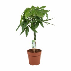 Pachira aquatica - h70 cm - ø17 cm