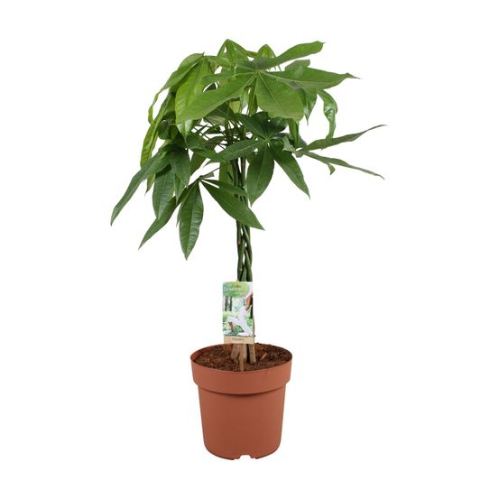 Pachira aquatica - h70 cm - ø17 cm