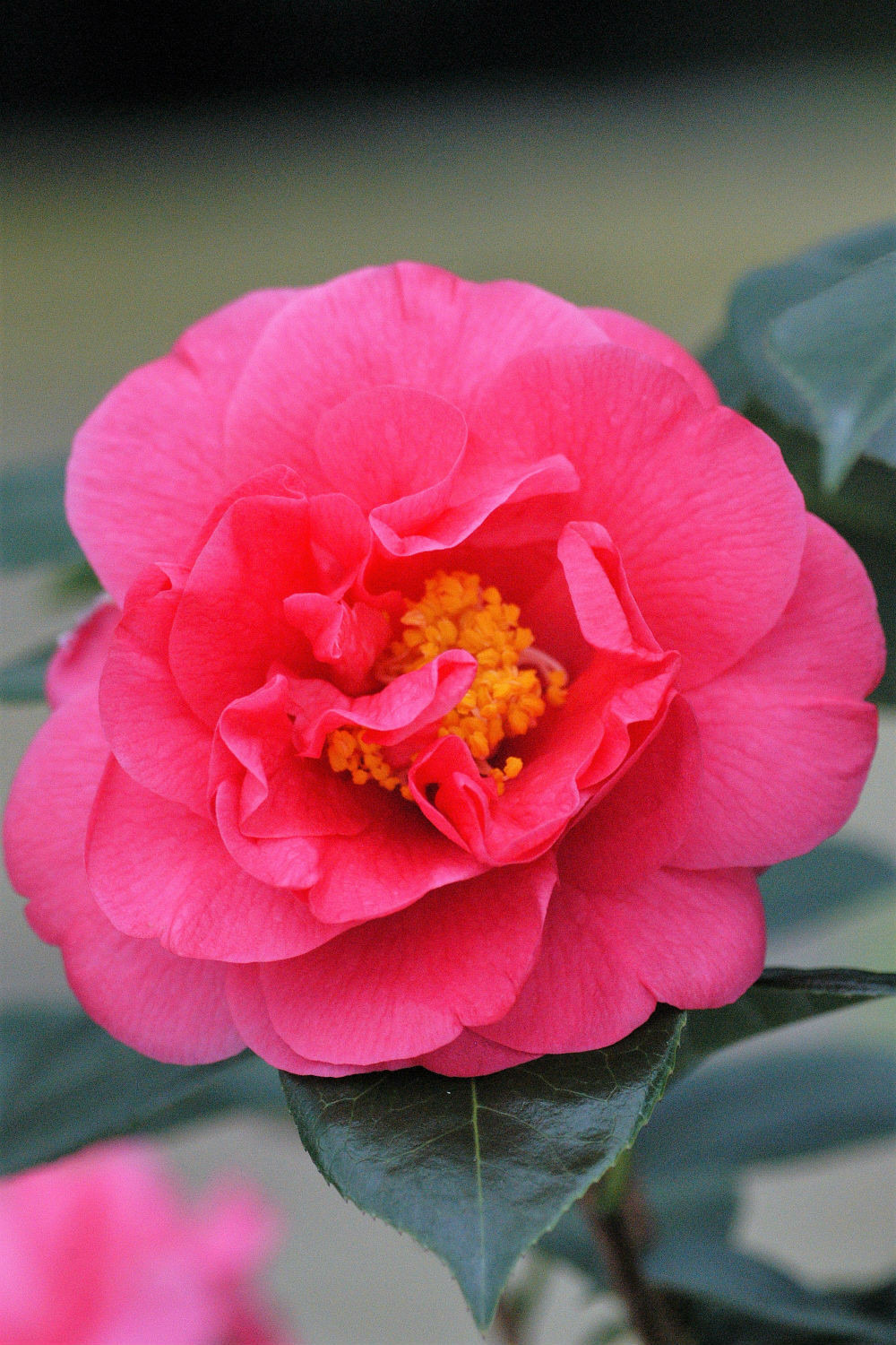 Camélia 'blue danube' - en pot de 1 litre