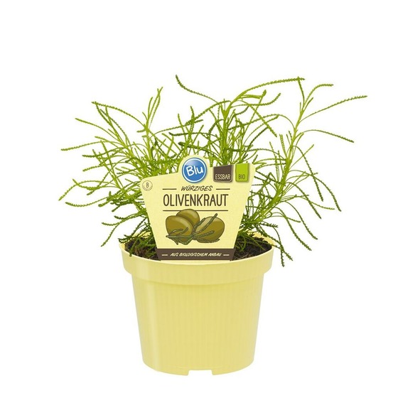 Olivier de qualité bio - santolina viridis - plante aromatique en pot de 12cm