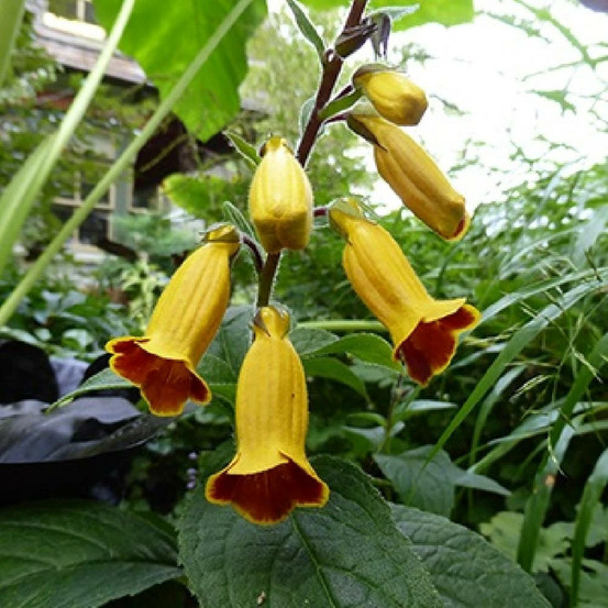 Digitale chinoise godet - 5/20 cm