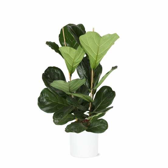 Ficus lyrata et son pot relief blanc - hauteur 120cm