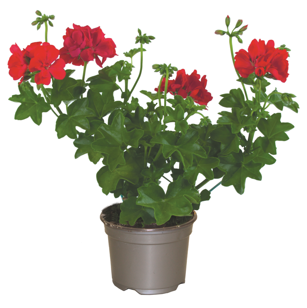 Geranium lierre double pot 10,5 cm
