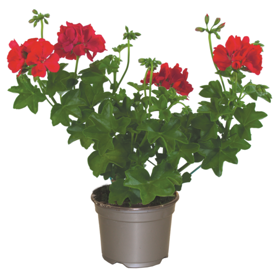 Geranium lierre double pot 10,5 cm