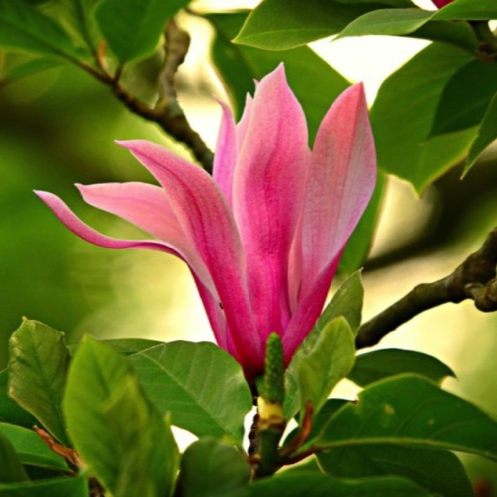 Magnolia à fleurs de lys 'nigra' (magnolia liliiflora 'nigra')