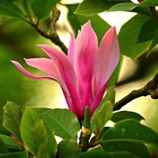 Magnolia à fleurs de lys 'nigra' (magnolia liliiflora 'nigra')