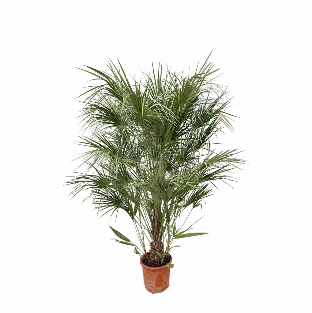 Chamaerops humilis struik - 180cm- ø30 - h170 cm - ø30 cm
