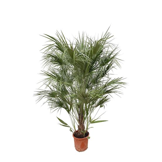 Chamaerops humilis struik - 180cm- ø30 - h170 cm - ø30 cm