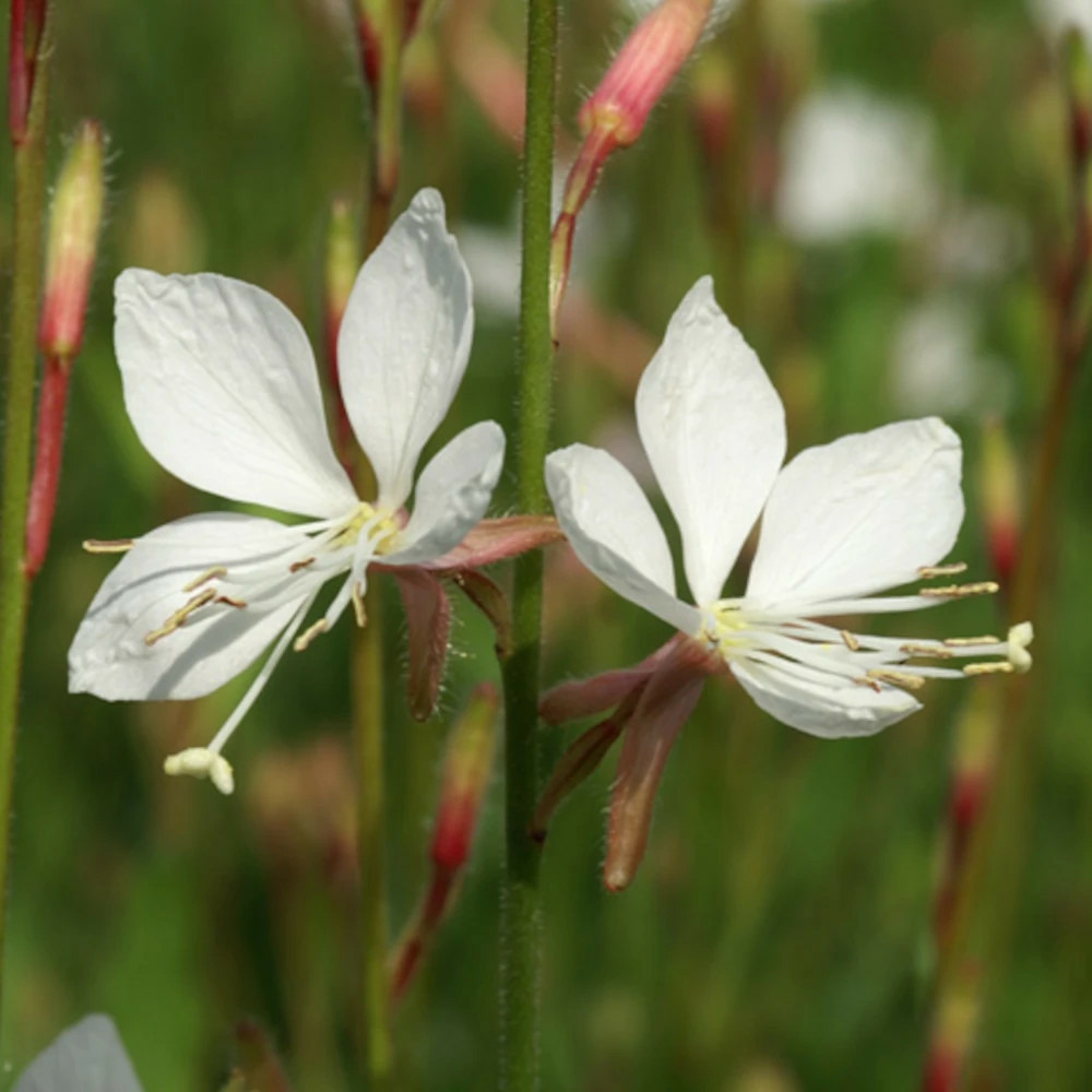 Gaura snowstorm lot de 5 godets