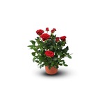 Rosier rouge - plante fleurie - ↕ 20-30 cm - ⌀ 12 cm - plante d'intérieur & extérieur