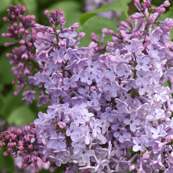 Lilas laciniata - syringa laciniata 40/60 cm pot 3l