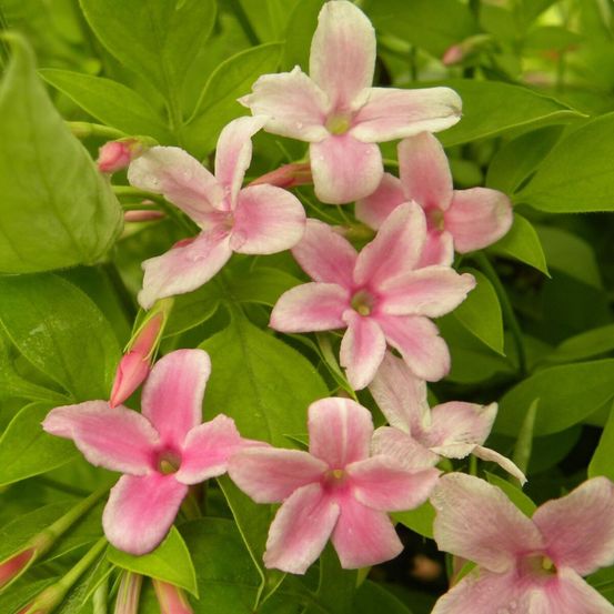 Jasmin stephanense pot de 2l - tuteur bambou 60/90 cm