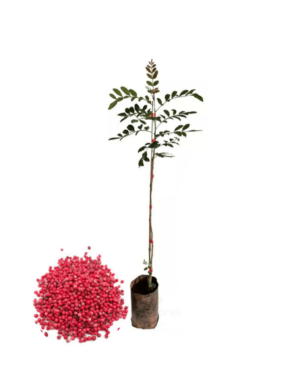 Schinus terebinthifolius - poivrier ( poivre rose) - pot de 4 litres - 70/100 cm