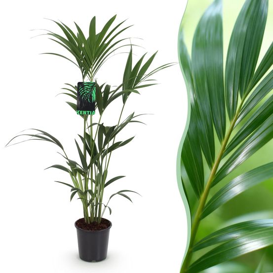 Howea forsteriana - kentia palm - pot de 21cm - hauteur 120-130cm - plantes d'intérieur