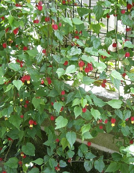 Lanterne chinoise, abutilon du grand fleuve pot de 3l/4l